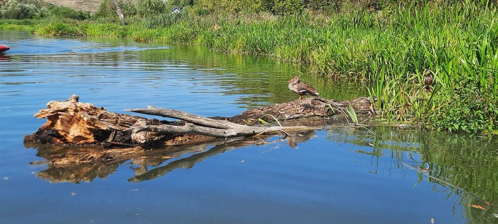 Під час сплаву можна зустріти пернатих (фото ZAXID.NET)