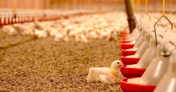 Компанія Поллос зі Львова зведе птахофабрику в Рівненській області.