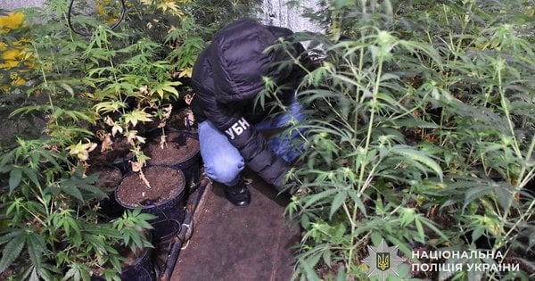 Львівські правоохоронці ліквідували нарколабораторію і конфіскували канабіс на суму 3 млн грн.
