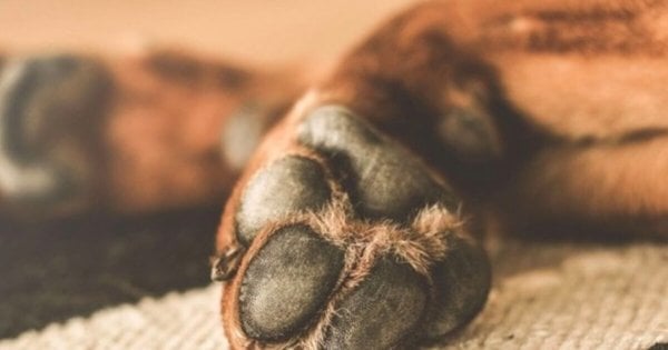 Вбивство собаки на Хмельниччині стало предметом розслідування поліції: подробиці