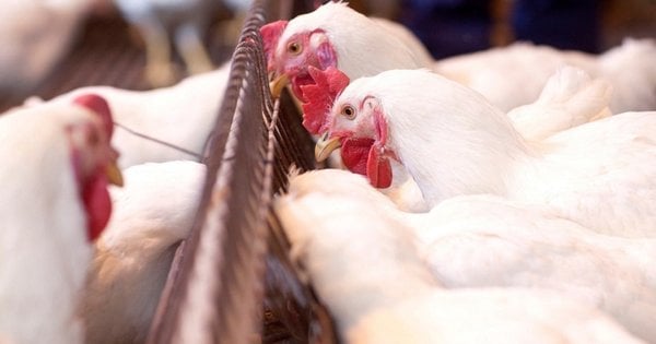 Компанія народного депутата Сергія Лабазюка зведе сучасну птахофабрику на Хмельниччині.