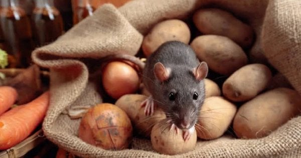 Лептоспіроз на Львівщині: у Стрийському районі померла жінка – подробиці