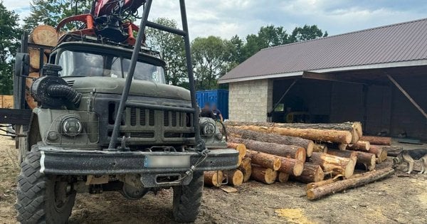 Начальник лісгоспу на Львівщині влаштував нелегальну заготівлю лісу на 9 млн грн.