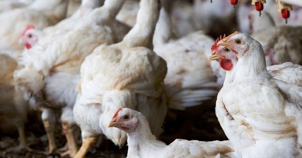 Партнер SoftServe вкладає кошти в сільське господарство: птахофабрика на Львівщині збільшить поголів’я до 1,5 млн бройлерів