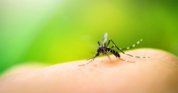 Перший підтверджений випадок лихоманки Денге у Львові: хворий 31-річний громадянин Японії - ZAXID.NET