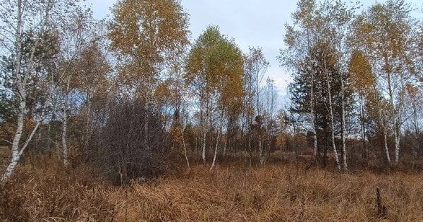 У Львівській області ведеться розслідування щодо незаконної реалізації ділянок майбутнього заказника.