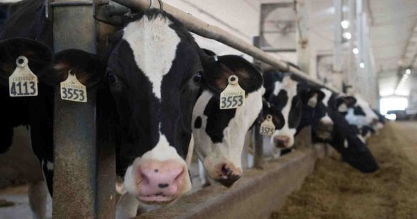 Компанія народного депутата, якого підозрюють у корупції, зведе молочну ферму в Хмельницькій області