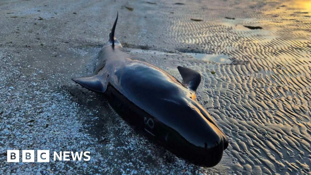 Шість китів загинули внаслідок масового викидання на віддалений пляж.