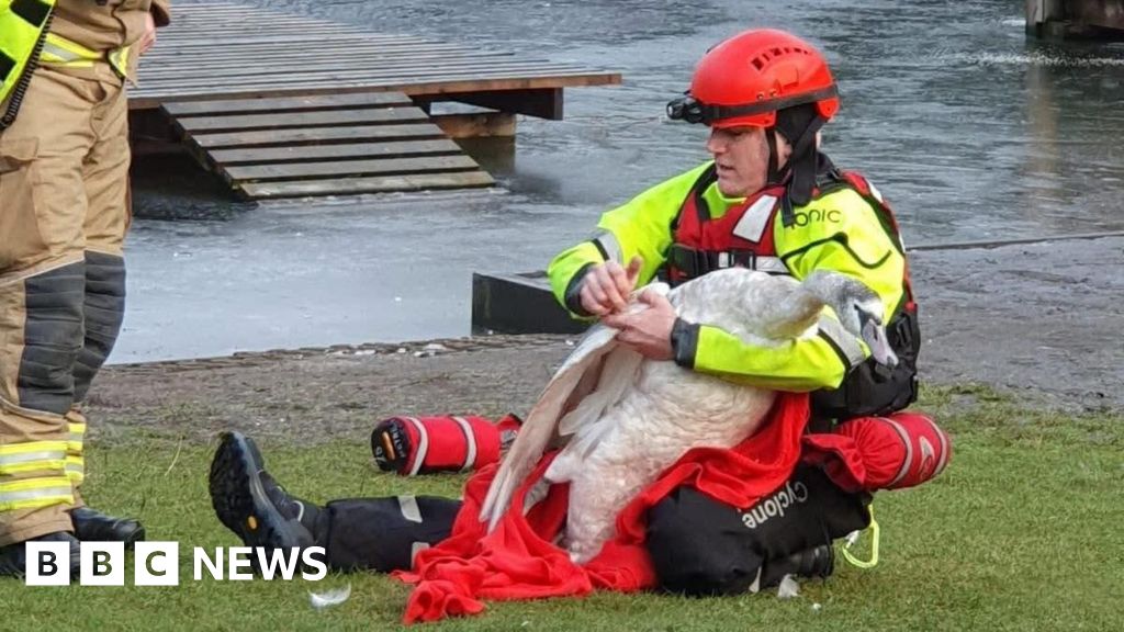 Скільки пожежних потрібно, щоб врятувати лебедя з криги?