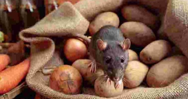 У інфекційну лікарню госпіталізували двох жительок області - ZAXID.NET