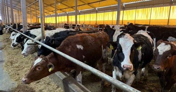 У Львівській області запрацювала нова ферма для вирощування молодої худоби