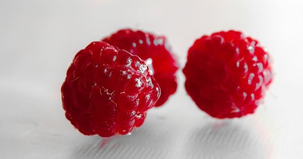 У Львівській області відкрили сучасний завод з заморожування ягід Вест Бері: що відомо