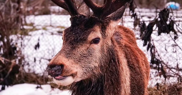 Борис Олень став учасником аварії на Рівненщині: поліцейські знайшли водійку