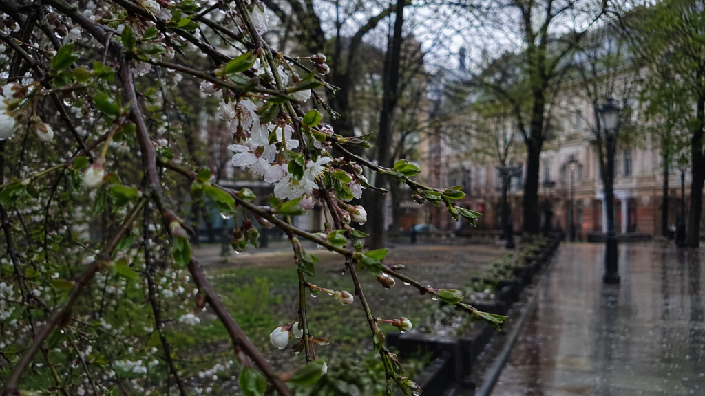 Погода на Заході: заморозки і дощі