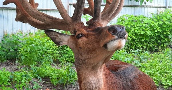 Аварія за участю оленя Бориса на Рівненщині: суд анулював водійське посвідчення винуватиці