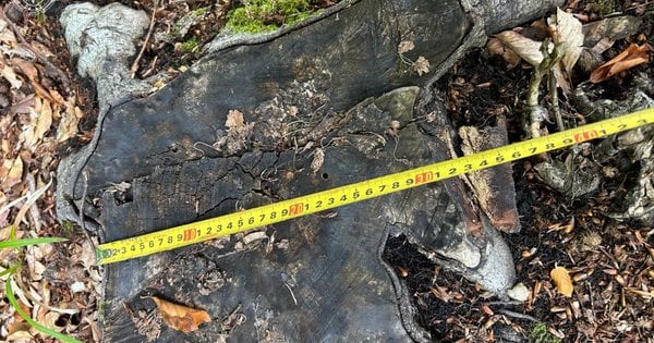 На Прикарпатті з державного підприємства вимагають оплатити найбільші збитки – у чому суть справи