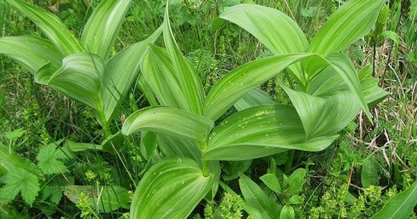 У Львові медик Зиновій Полянський помер через отруєння отруйною рослиною замість черемші
