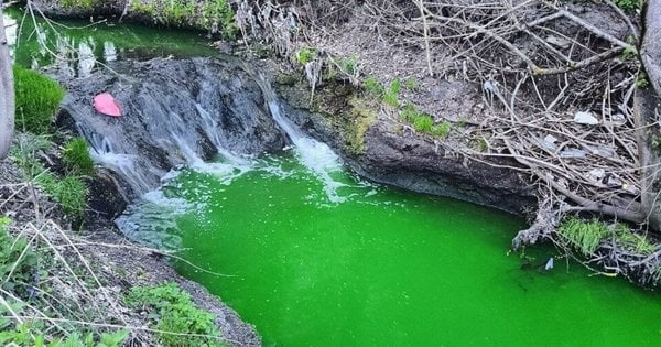 У Львові річка Зубра забарвилась у зелений колір: екологи розкрили причини