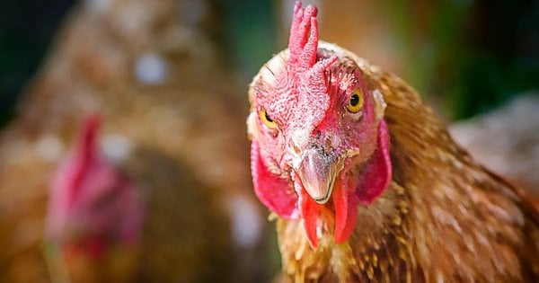 У Львівській області планують запустити птахофабрику з річним виробництвом 500 тисяч курчат-бройлерів
