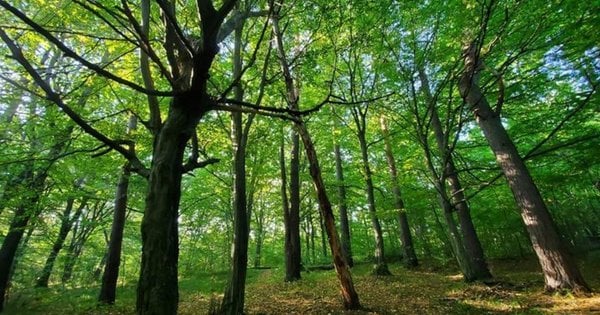 ЄСПЛ відхилив позов львів’янки щодо повернення ділянки в Брюховицькому лісі - суд підтвердив рішення