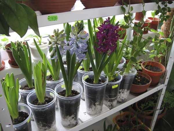 Луковицы гиацинтов: выгонка к празднику от Matla Flowers