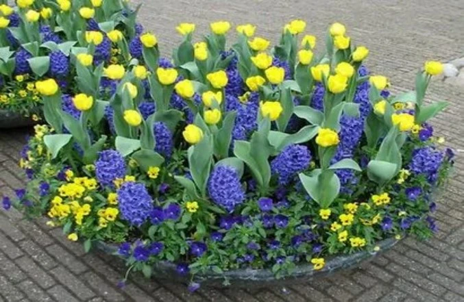 Луковицы гиацинтов: выгонка к празднику от Matla Flowers