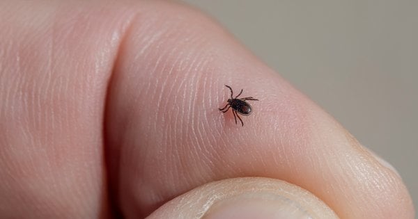 Перший у 2026 році випадок кліщового енцефаліту на Львівщині підтвердили медики