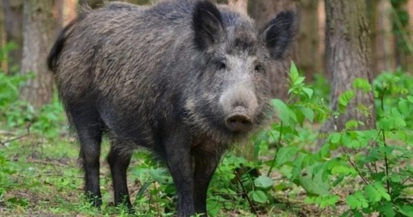 Вистрелив у двох кабанів під час заборони полювання на Львівщині – які наслідки