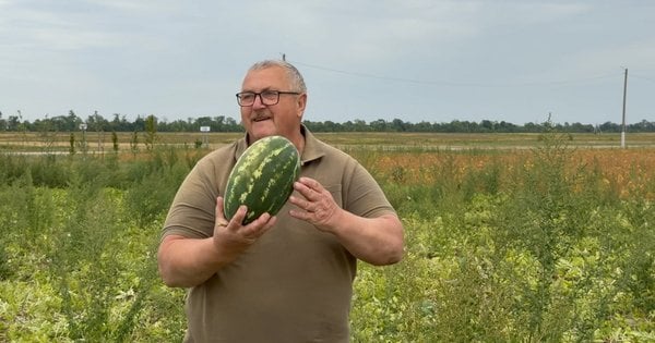 Переселенець з Херсонщини відроджує вирощування кавунів у Бродах на Львівщині: відео