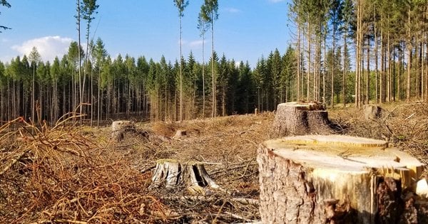 Протиправна вирубка лісу на Львівщині: селищна рада виплатила 902 тис грн