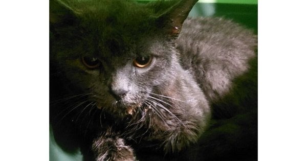 У Львові у кота виявили сказ: у місті оголосять карантин - подробиці