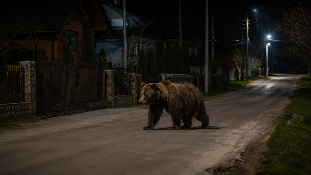 Ведмідь гуляв селом на Закарпатті