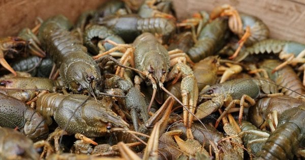 На Хмельниччині чоловік зловив 20 раків і був оштрафований: подробиці