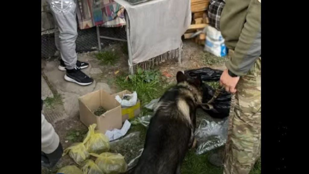 пакети з канабісом, ваги та готівка на дерев’яному столі