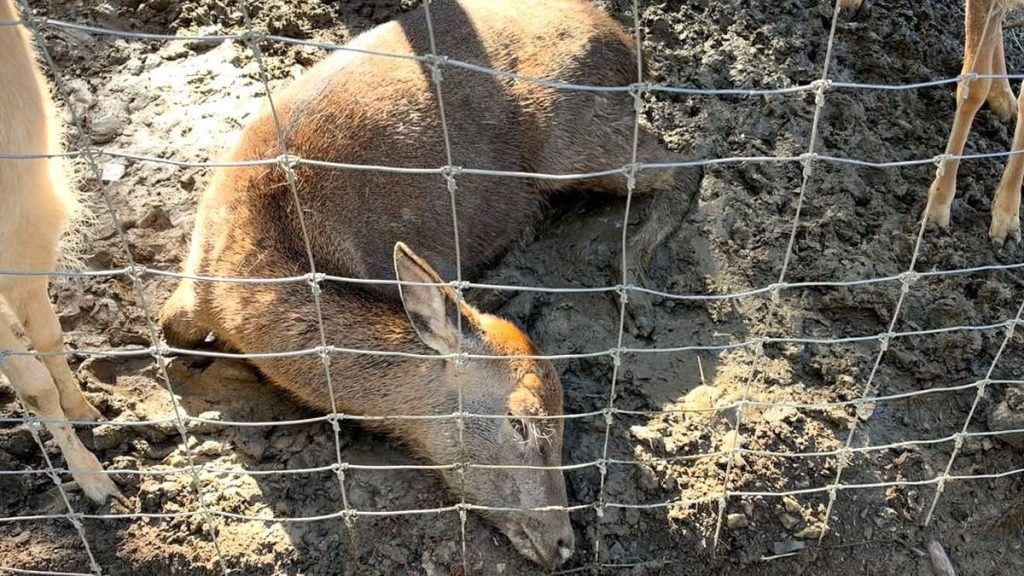 символічний вольєр із сіною, відром води та ветеринарним набором на лавці