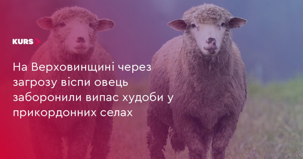 стіл з ветеринарними засобами: дезінфектори, рукавички, папки на дерев'яному фоні