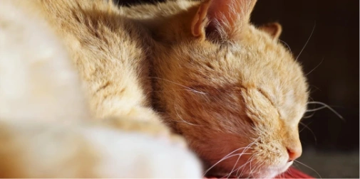 затишна сцена з котом на верхній полиці і котом у коробці, тепле світло